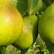 Саженец Груша Шарне в контейнере